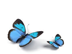 funeral services for Euclid Ohio funeral homes in Willoughby Ohio butterflies
